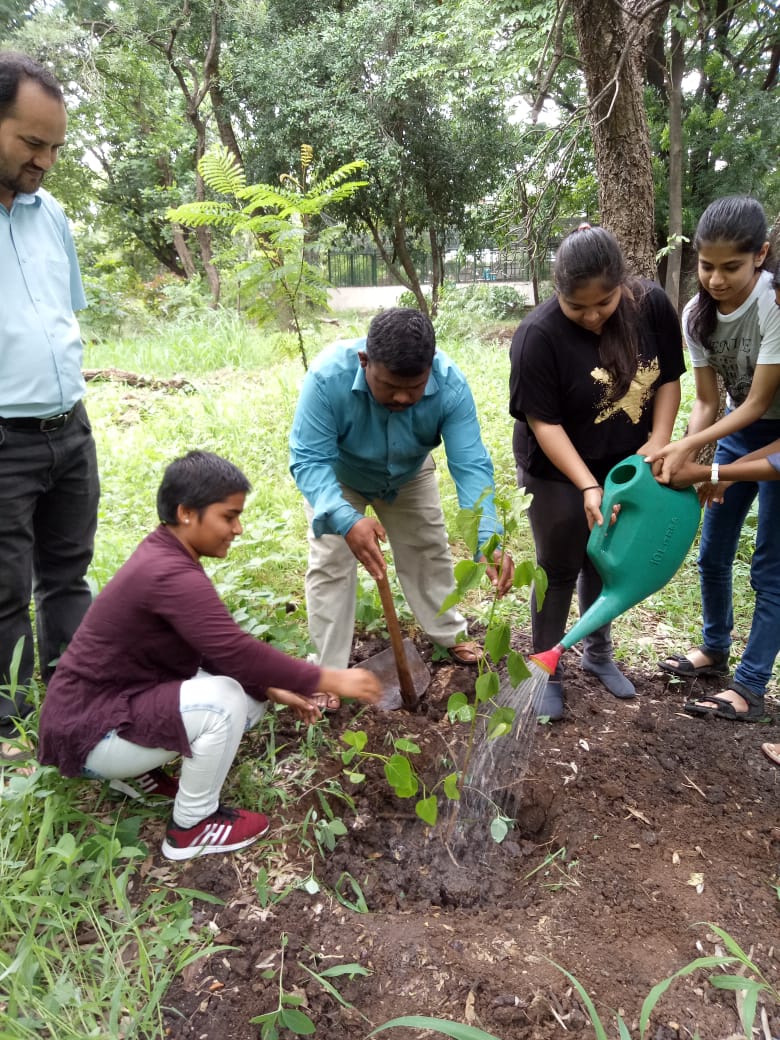 Tree plantation